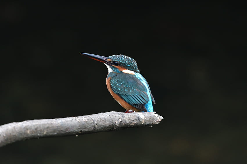 Martim-pescador, lindo, pequeno pássaro papel de parede HD