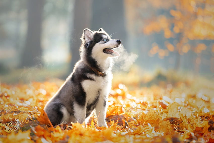 Baby Husky, Baby Huskie HD wallpaper