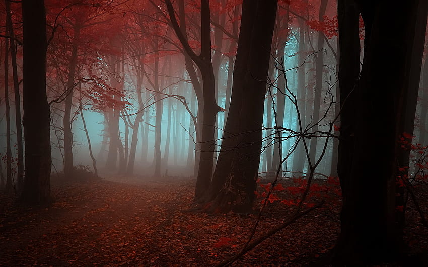 Mystic autumn forest, Mystical Nature HD wallpaper | Pxfuel