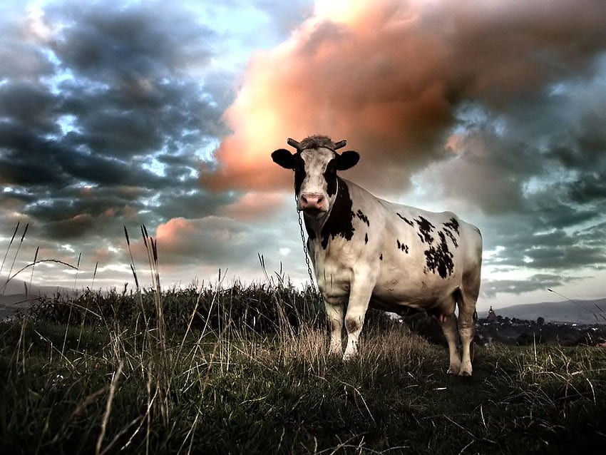 Крава 1024×768 Крава 44, Животновъдство HD тапет