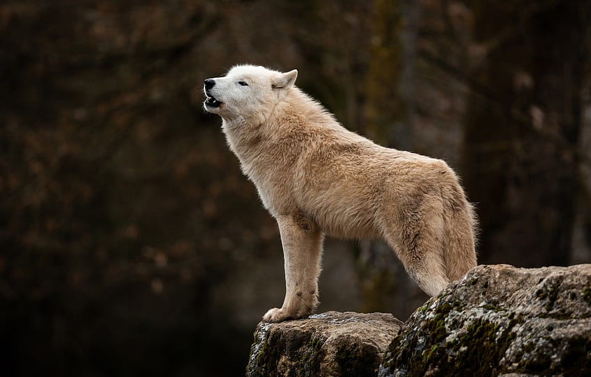 숲, 흰색, 어두운 배경, 돌, 늑대, 북극, 북극, 늑대 하울, 섹션 животные HD 월페이퍼