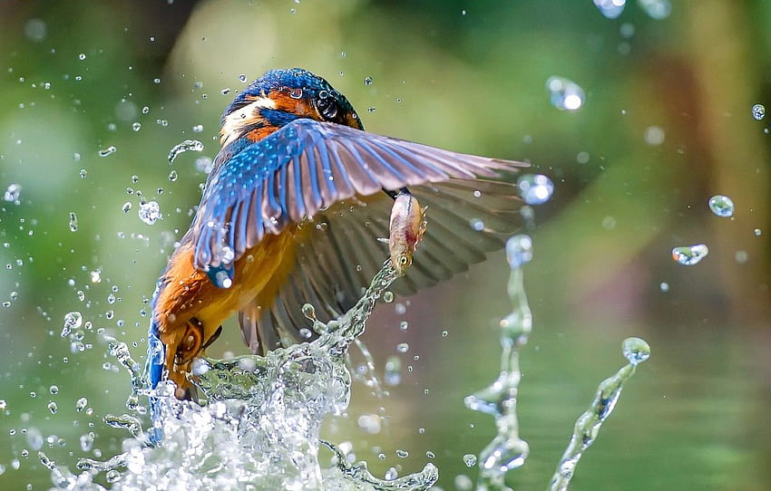 water, squirt, bird, fish, Kingfisher, catch, Kingfisher HD wallpaper