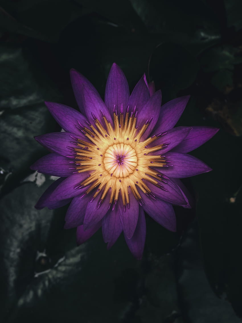 Blumen, Violett, Blume, Pflanze, Dunkel, Blütenblätter, Lila, Seerose HD-Handy-Hintergrundbild