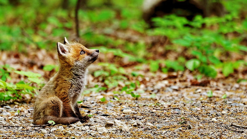 Fox Cub [] (направено от A R Pics Post) :, Baby Fox HD тапет