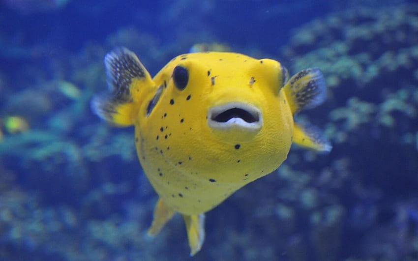 10 Pufferfish HD wallpaper | Pxfuel