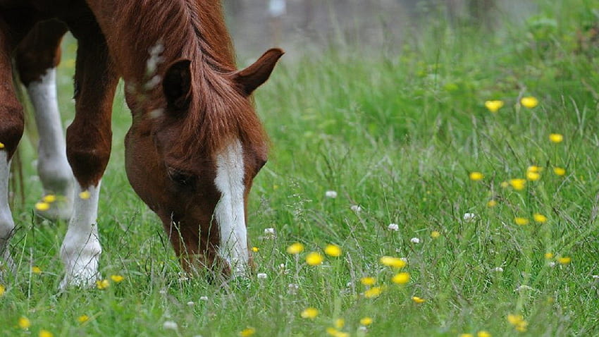 Just Simply Grazing, white, grass, wild, horses, brown, animals, field, flower, green HD wallpaper