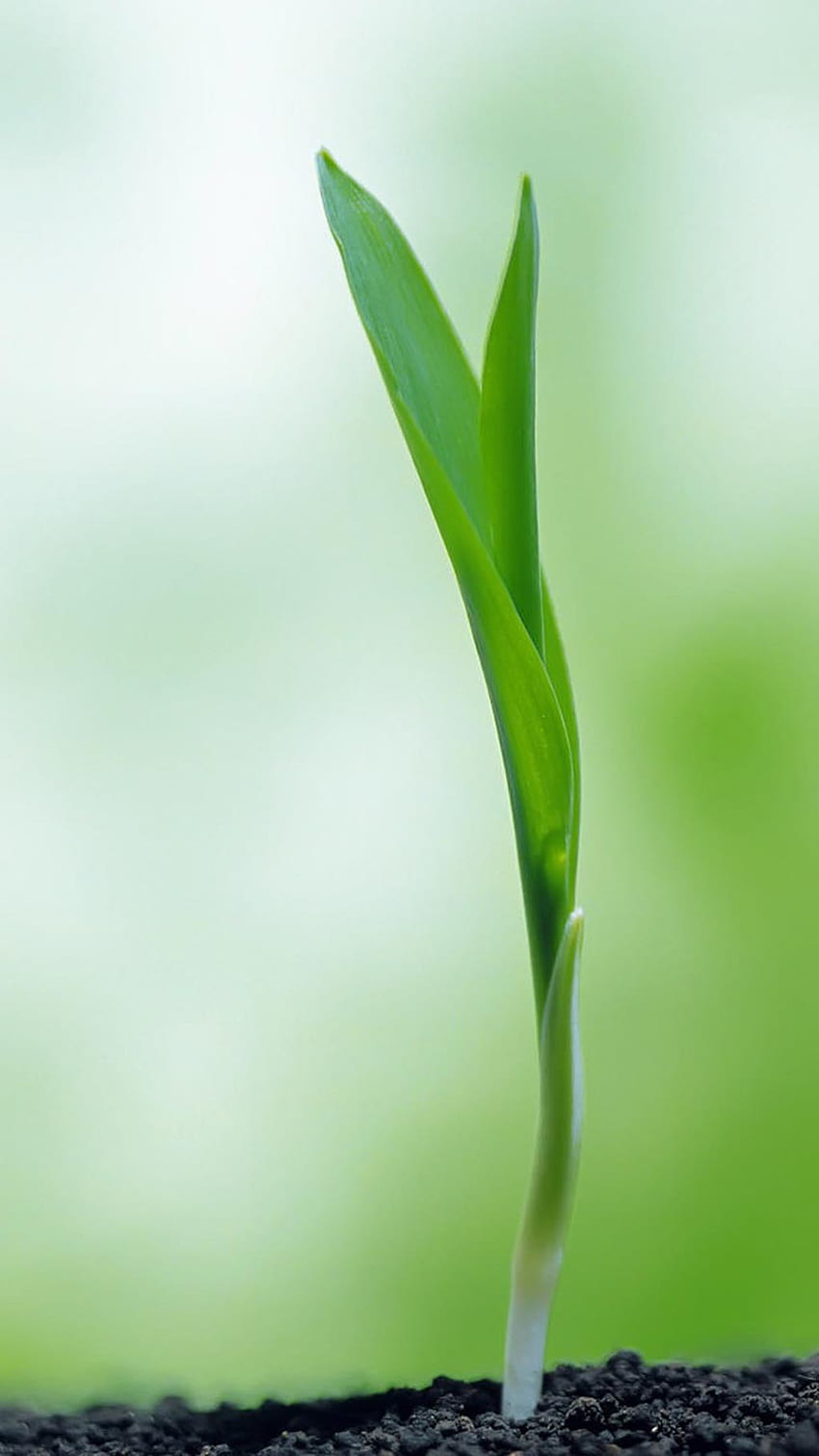 Kleines frisches Grünpflanzen-Augenschutz-Handy HD-Handy-Hintergrundbild