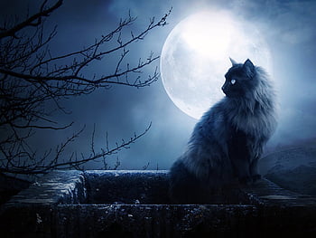 Animals, Cats, Moon HD wallpaper