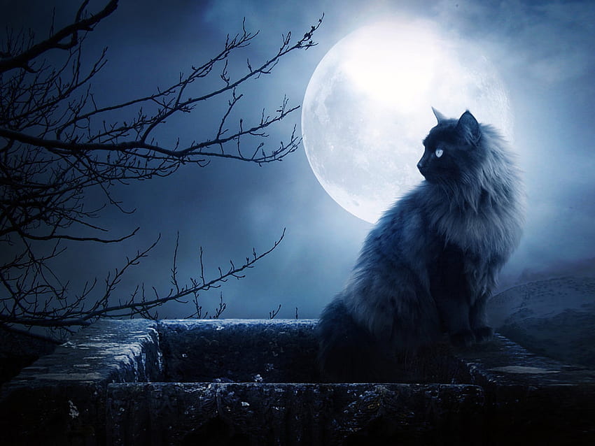 Animales, Gatos, Luna fondo de pantalla