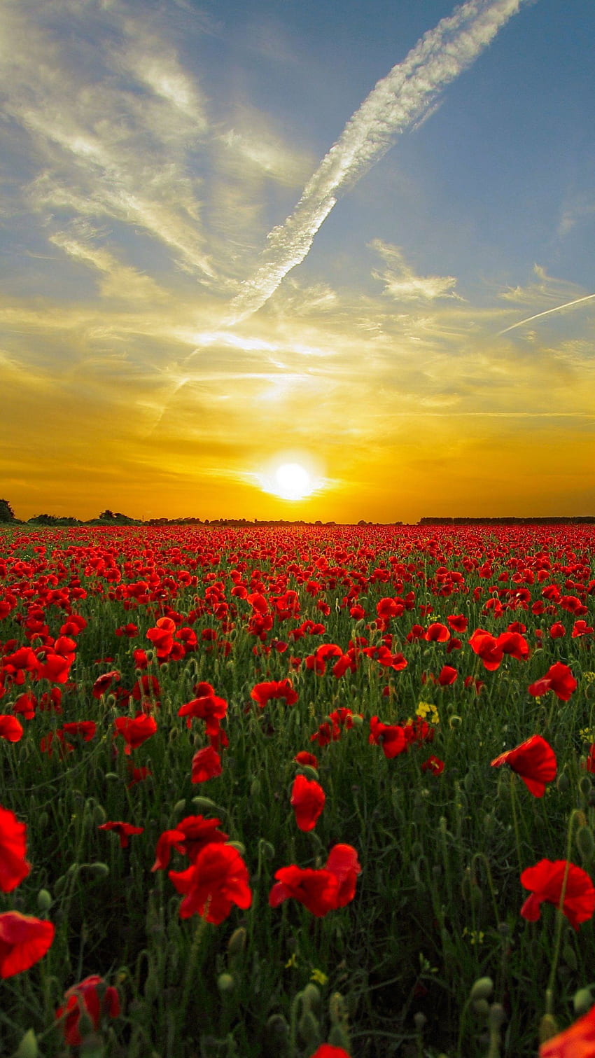 Red Poppy FIeld - iPhone, Android & Background, Red Aesthetics s HD phone wallpaper