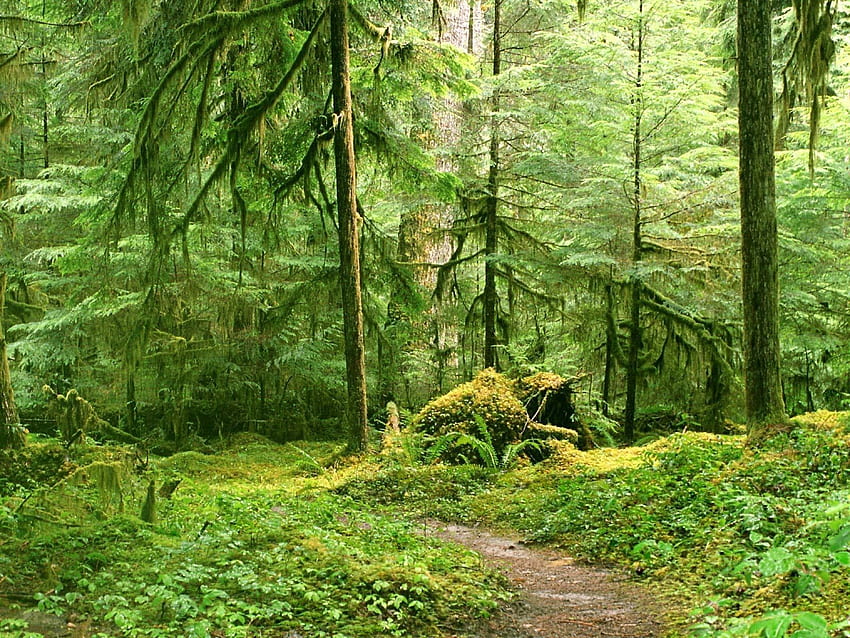 Natura, drzewa, las, gałęzie, gałąź, ścieżka, szlak Tapeta HD