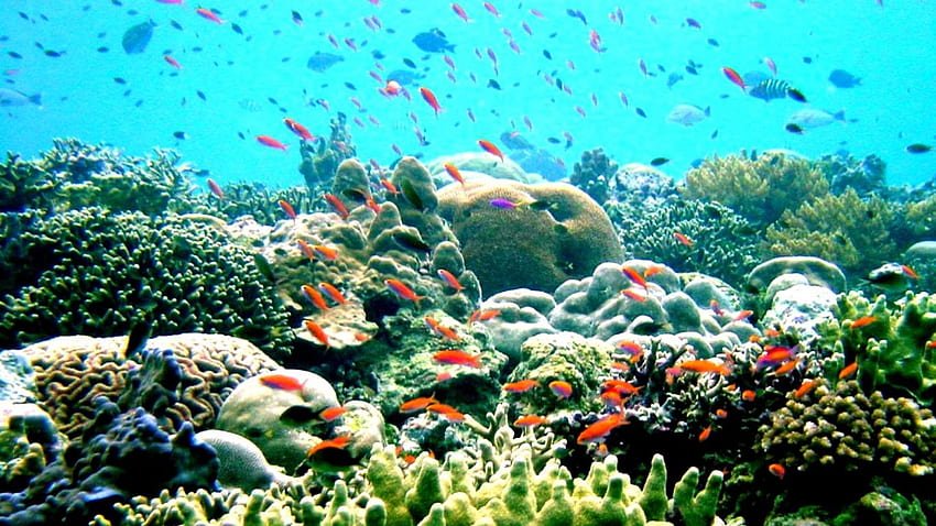 グレートバリアリーフ、海、サンゴ礁、サンゴ、植物、魚 高画質の壁紙