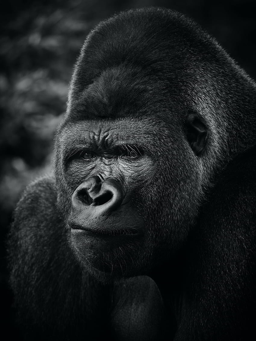 Animals, Gorilla, Animal, Primate HD phone wallpaper