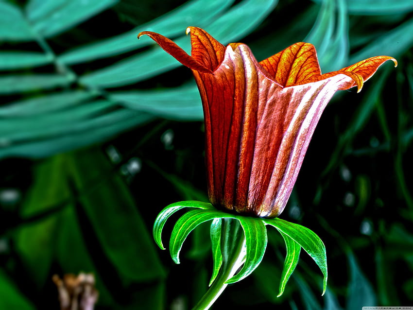 Botany, Botanist HD wallpaper
