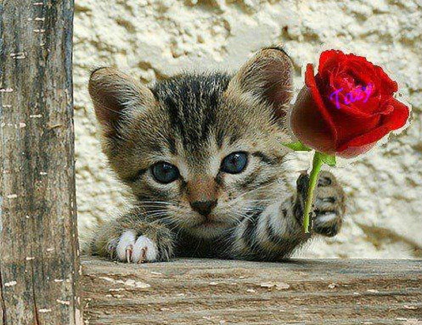 kitty with red rose, cat, red rose, kitty, animals HD wallpaper