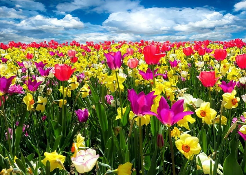 Colors of Spring, yellow, blossoms, red, tulips, dandelions HD wallpaper
