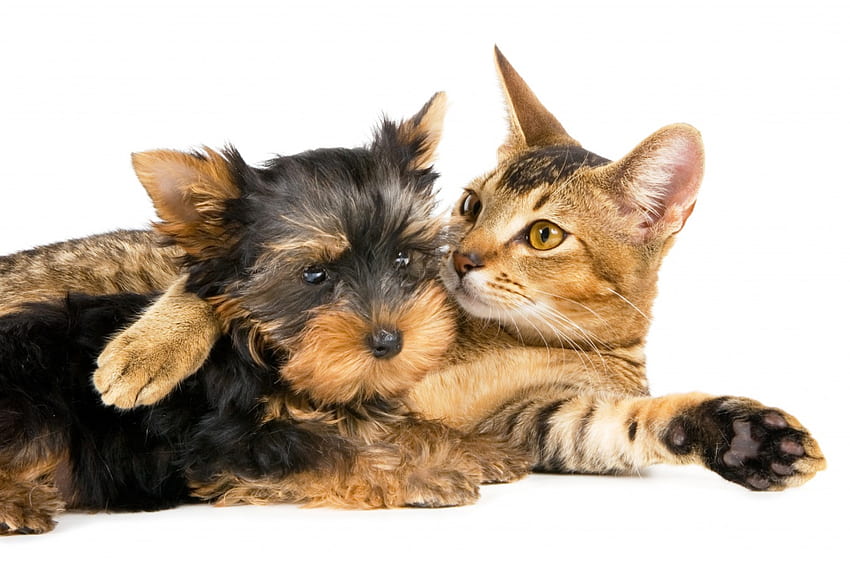 Terrier and cat, dog, kitten, animal, terrier, cute, feline, cat, puppy, love, pet, friend HD wallpaper