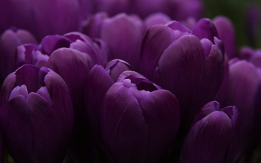 Everything you see is Purple, purple, love, magnificent, nature, flowers, tulips, spring, forever HD wallpaper