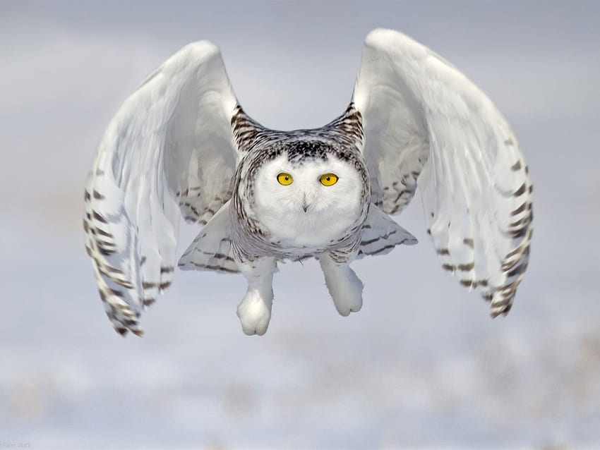 Snowy owl, front view, flight, wings, White Owl HD wallpaper