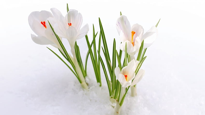 Krokusse, Winter, Weiß, Krokus, Schnee, Grün, Frühling, Orange HD-Hintergrundbild