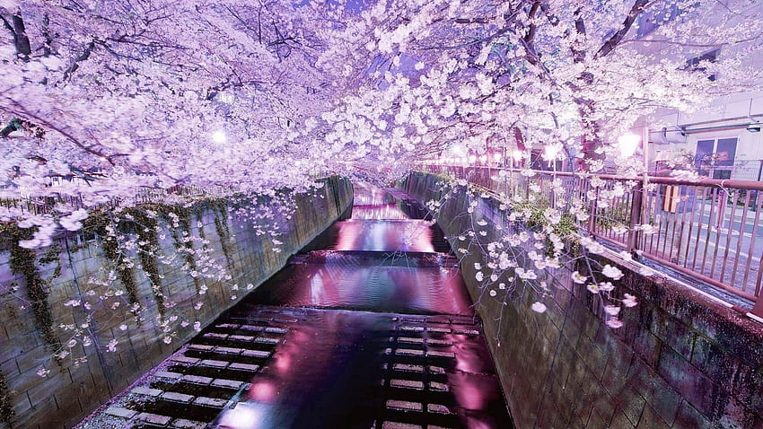 evening, reflection, cherry blossom, Tokyo, bloom, water HD wallpaper