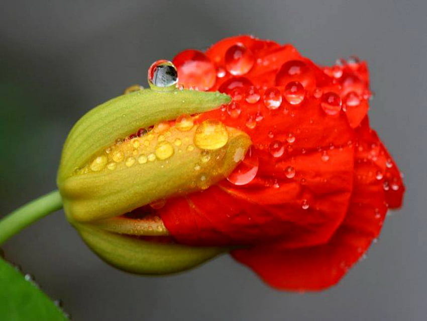 dew, drops, bud, red, flower HD wallpaper