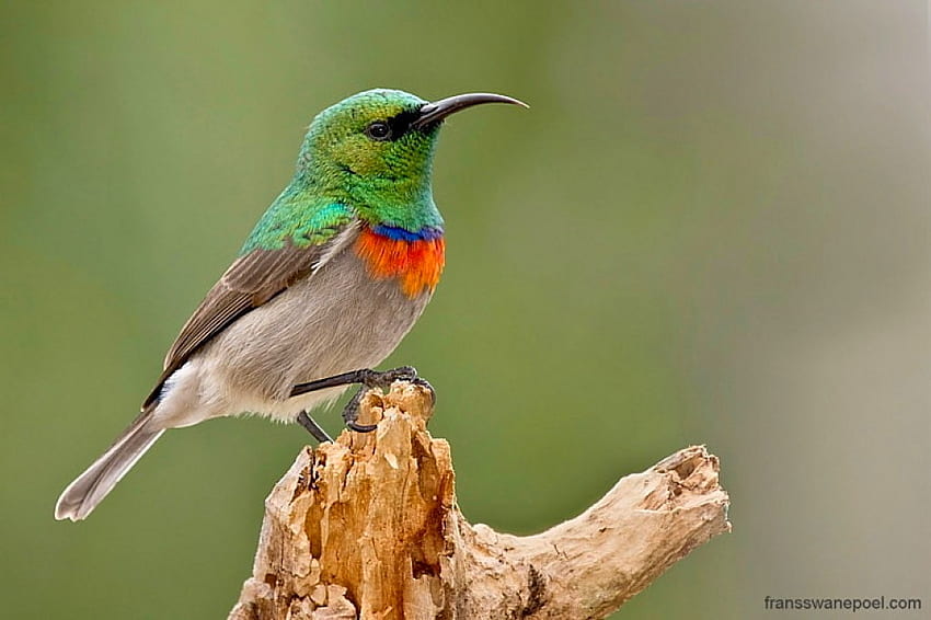Beautiful Bird, colors, beautiful, bird HD wallpaper