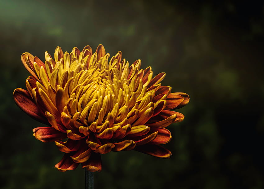 Blumen, Blume, Blütenblätter, Knospe, Aster HD-Hintergrundbild