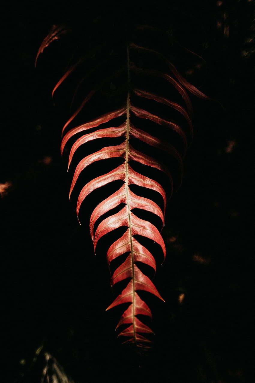 Dark, Fern, Sheet, Leaf, Shadow HD phone wallpaper
