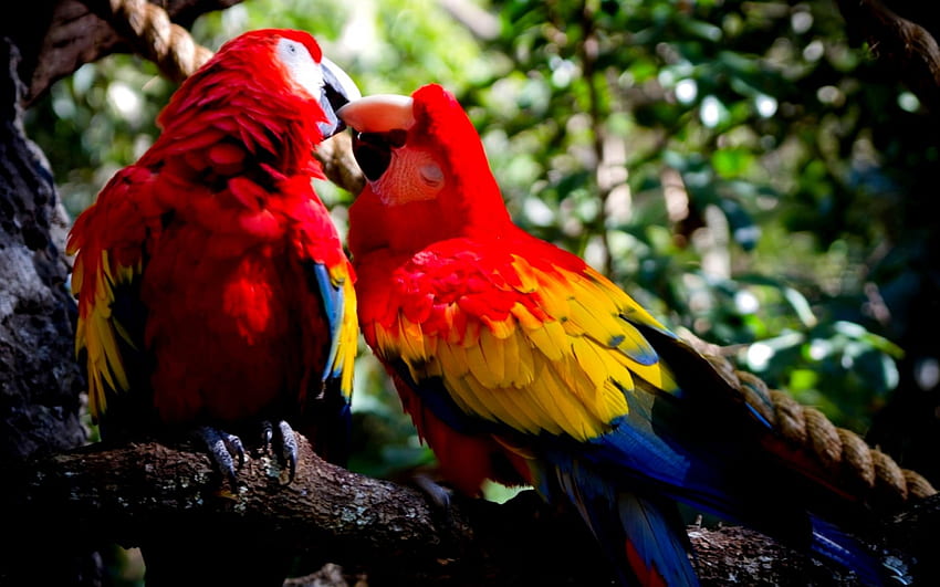 LOVE BIRDS, pair, birds, parrots, love HD wallpaper