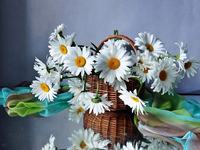 Daisies, basket, white, petals, flowers HD wallpaper