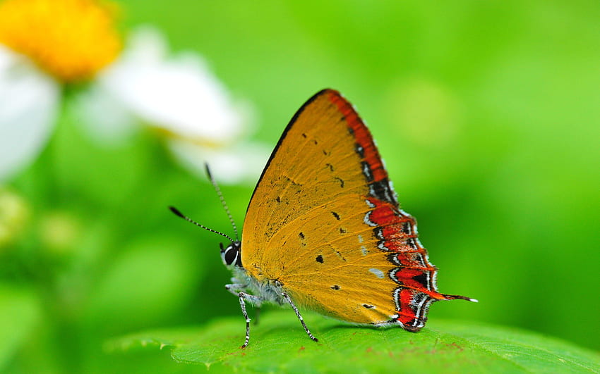 孔雀蝶。 自然、蝶、かわいい黄色の蝶 高画質の壁紙