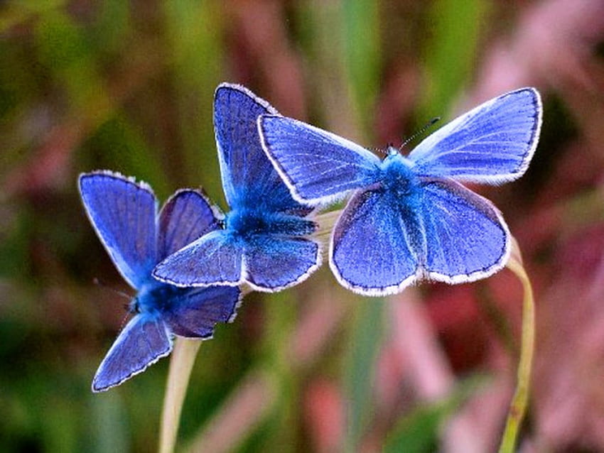 Trio, blue, butterflies, plant HD wallpaper