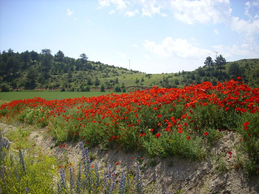 Mohnblumen in den Hügeln, Mohnblumen, rot HD-Hintergrundbild