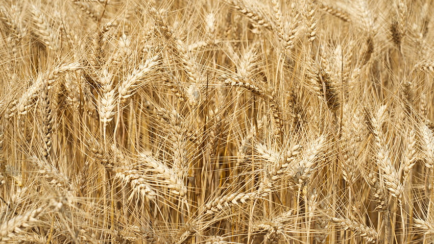 Closeup View Of Wheat Field Blur Background Nature HD wallpaper