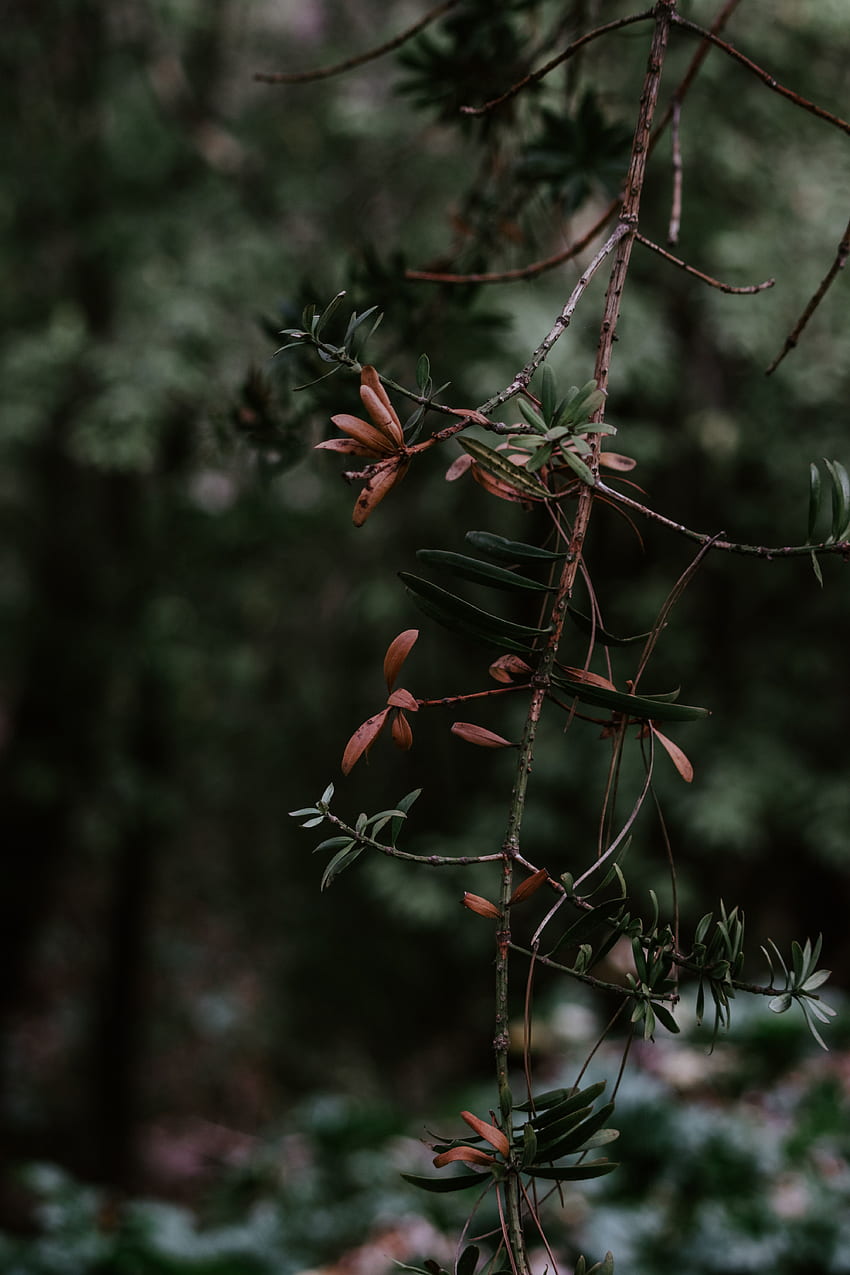自然, 植物, ぼかし, 滑らかな, 枝 HD電話の壁紙