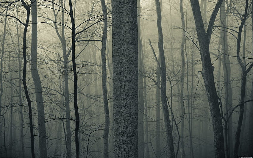 nature, Trees, Forests, Woods, Trunk, Haze, Fog, Mist, Dark, Spooky Forest HD wallpaper