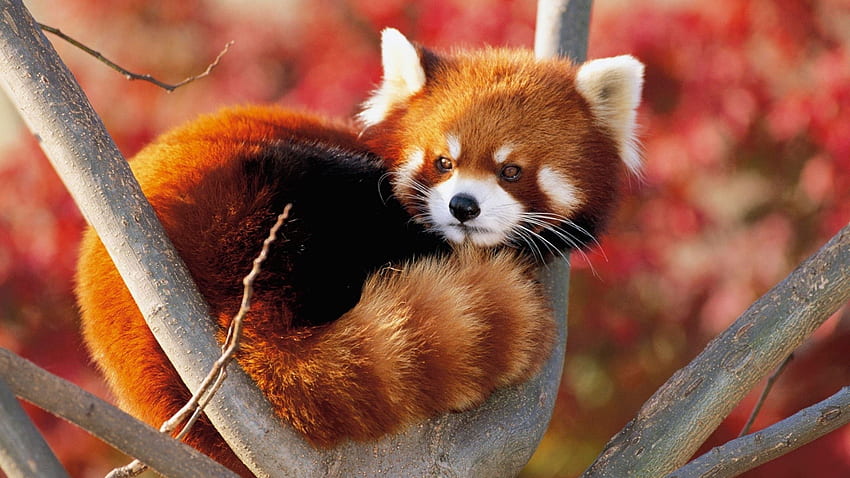 Panda vermelho papel de parede HD