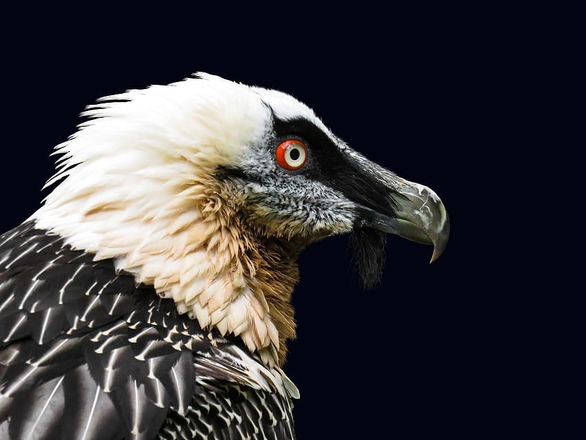 Bearded vulture Portrait . Background HD wallpaper