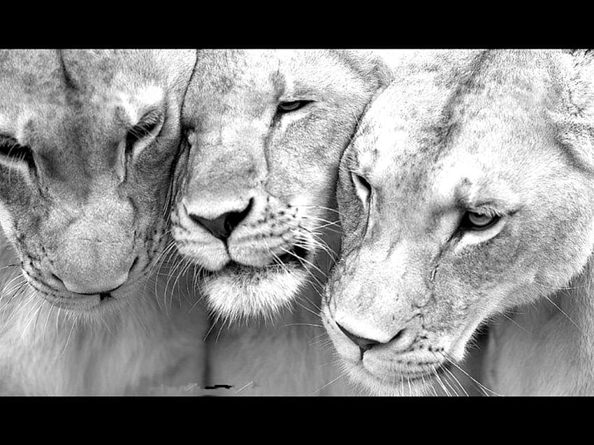 Threesome, wild life, animals, zoo, lions, lioness HD wallpaper