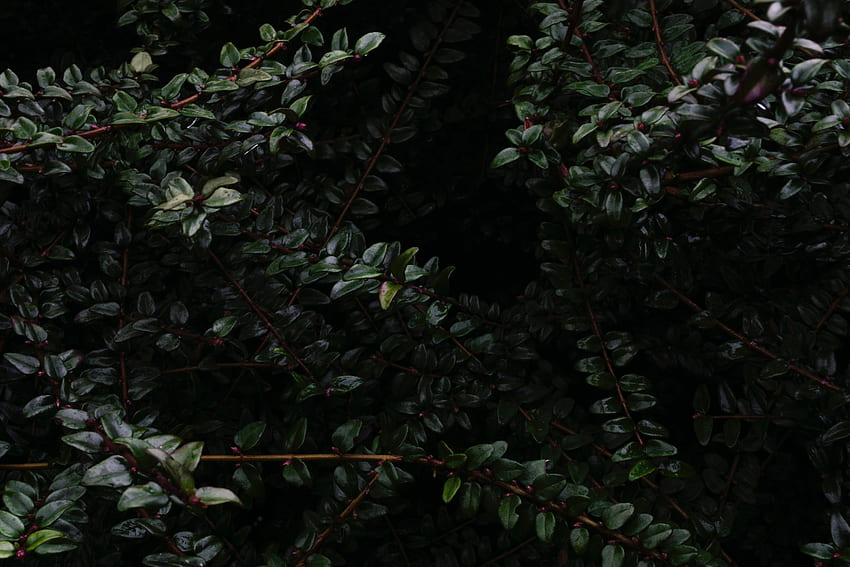Leaves, Dark, Wet, Branches, Darkness, Humid HD wallpaper
