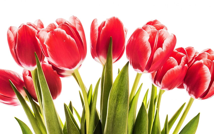 Red tulips, wood, flower, love, red, romantic, tulips, spring HD wallpaper
