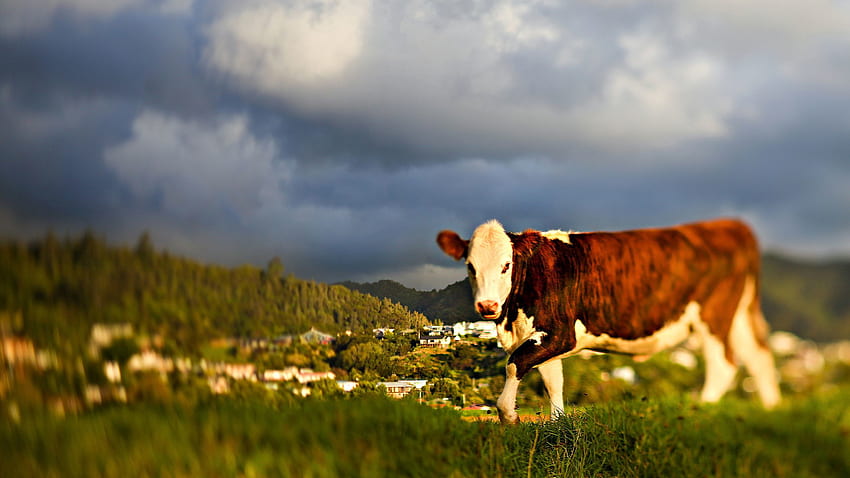 Animals, Grass, Sky, Stroll, Cow HD wallpaper