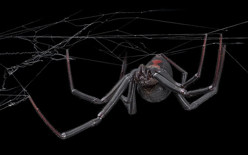 Spider, web, black background HD wallpaper
