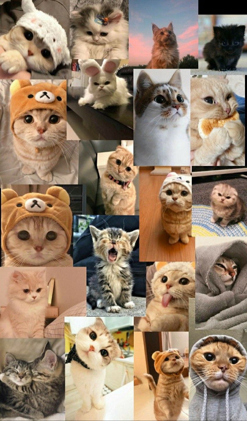 Memes의 Esbeydy García Monterrubio. 웃긴 고양이 , 아이폰 고양이 , 귀여운 고양이 , 고양이 콜라주 HD 전화 배경 화면