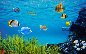 live aquarium wallpaper
