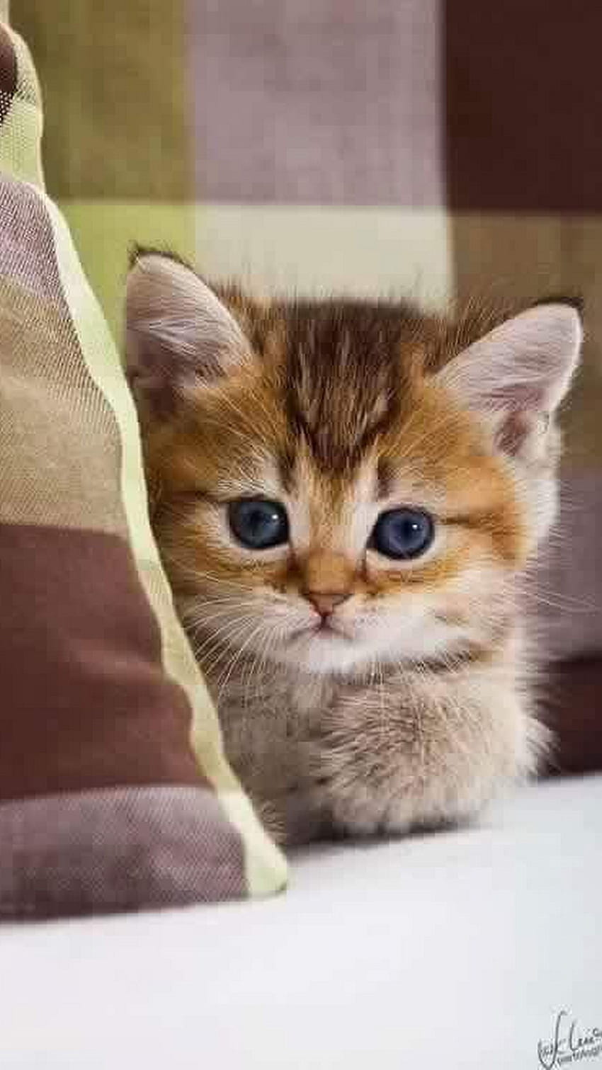 Şirin Bebek Kedi, Sevimli Yavru Kedi, Kitty, yavru kedi HD telefon duvar kağıdı