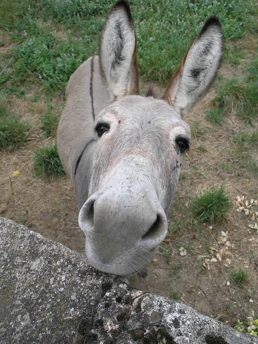 Donkey Wallpaper APK for Android Download