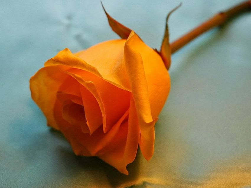 オレンジ色のバラの背景、オレンジ色のバラの花 高画質の壁紙