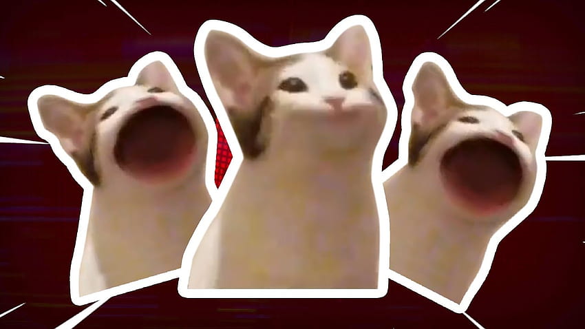 Tono táctil Cat Pop, Popcat fondo de pantalla